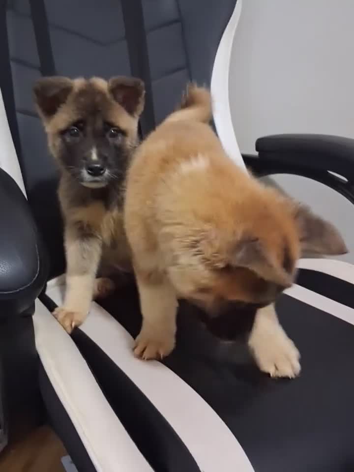 Akita dogs for sale: AKC American Akitas  - Video 1