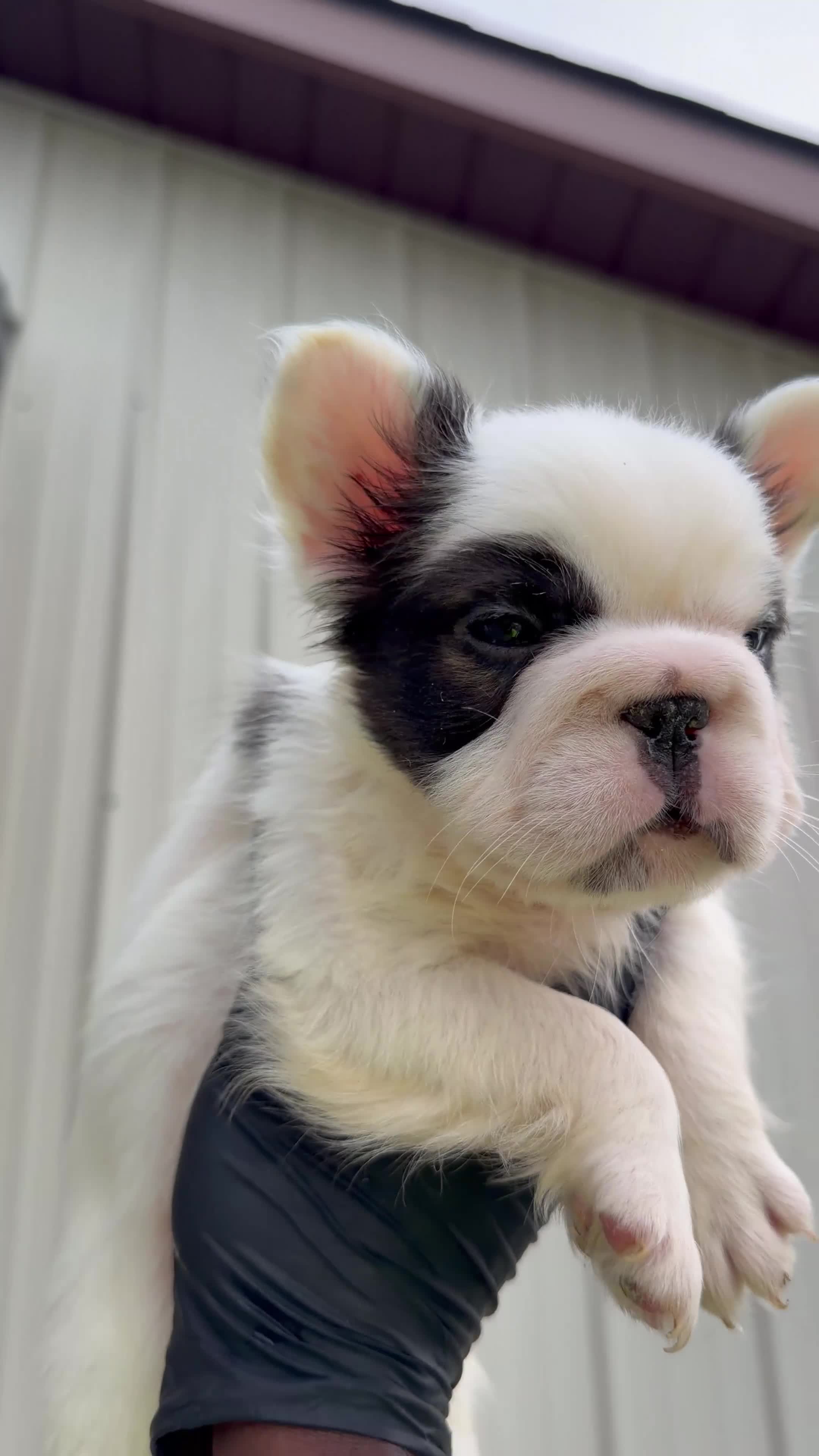 French Bulldog dogs for sale: French Bulldog 2 - Video 1