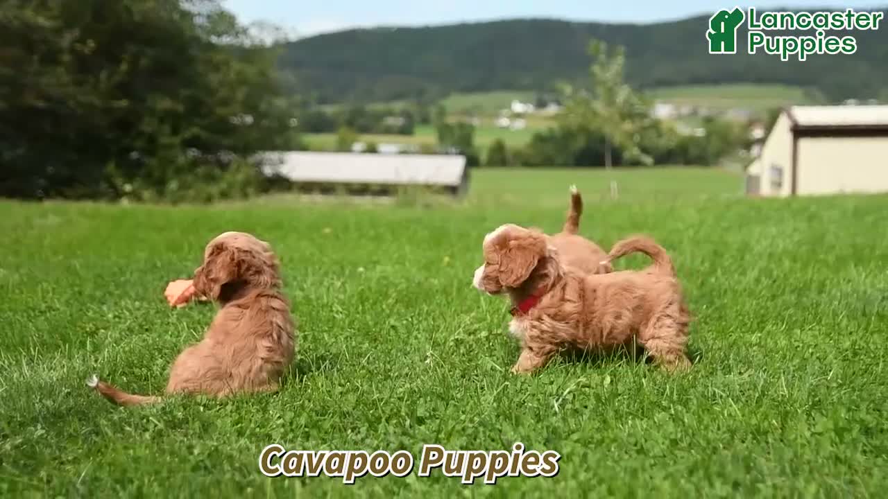 Cavapoo dogs for sale: Neldon - Video 1