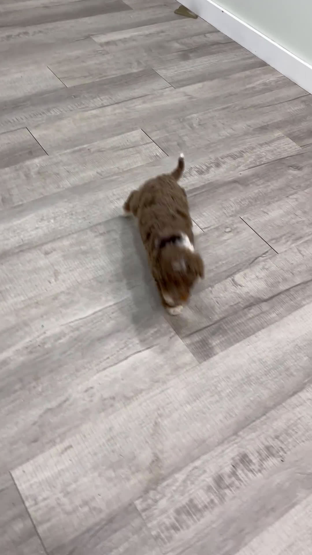 Mini Goldendoodle dogs for sale: Lady - Video 1