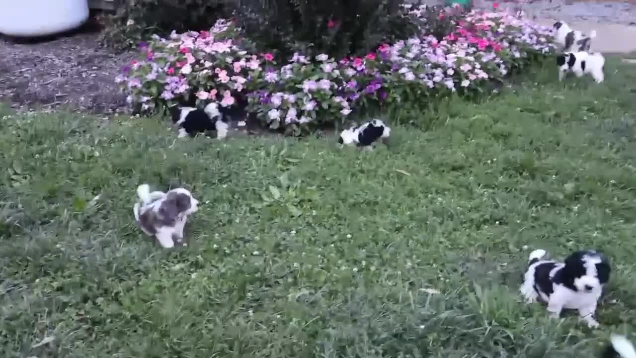 Mini Goldendoodle dogs for sale: Renee - Video 3