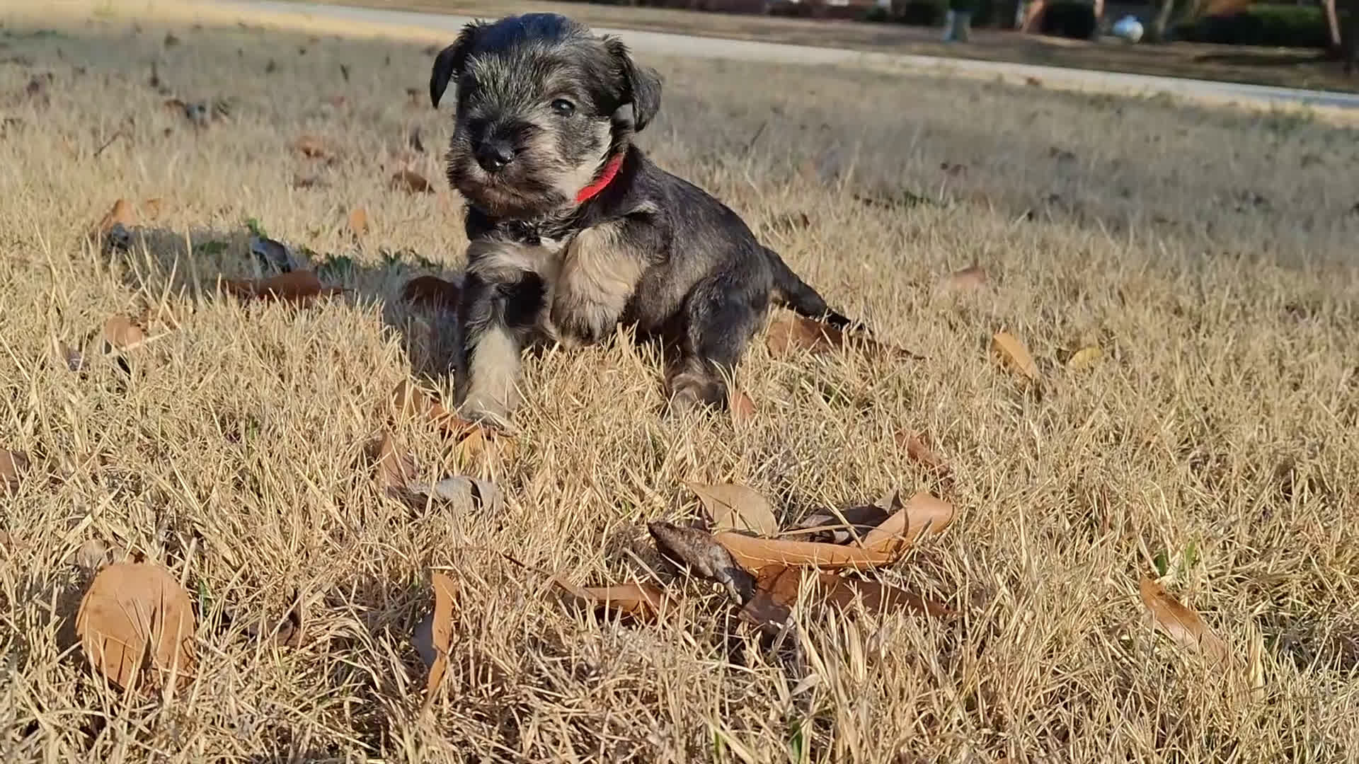 Miniature Schnauzer dogs for sale: Mr. FLUSTER - Video 1