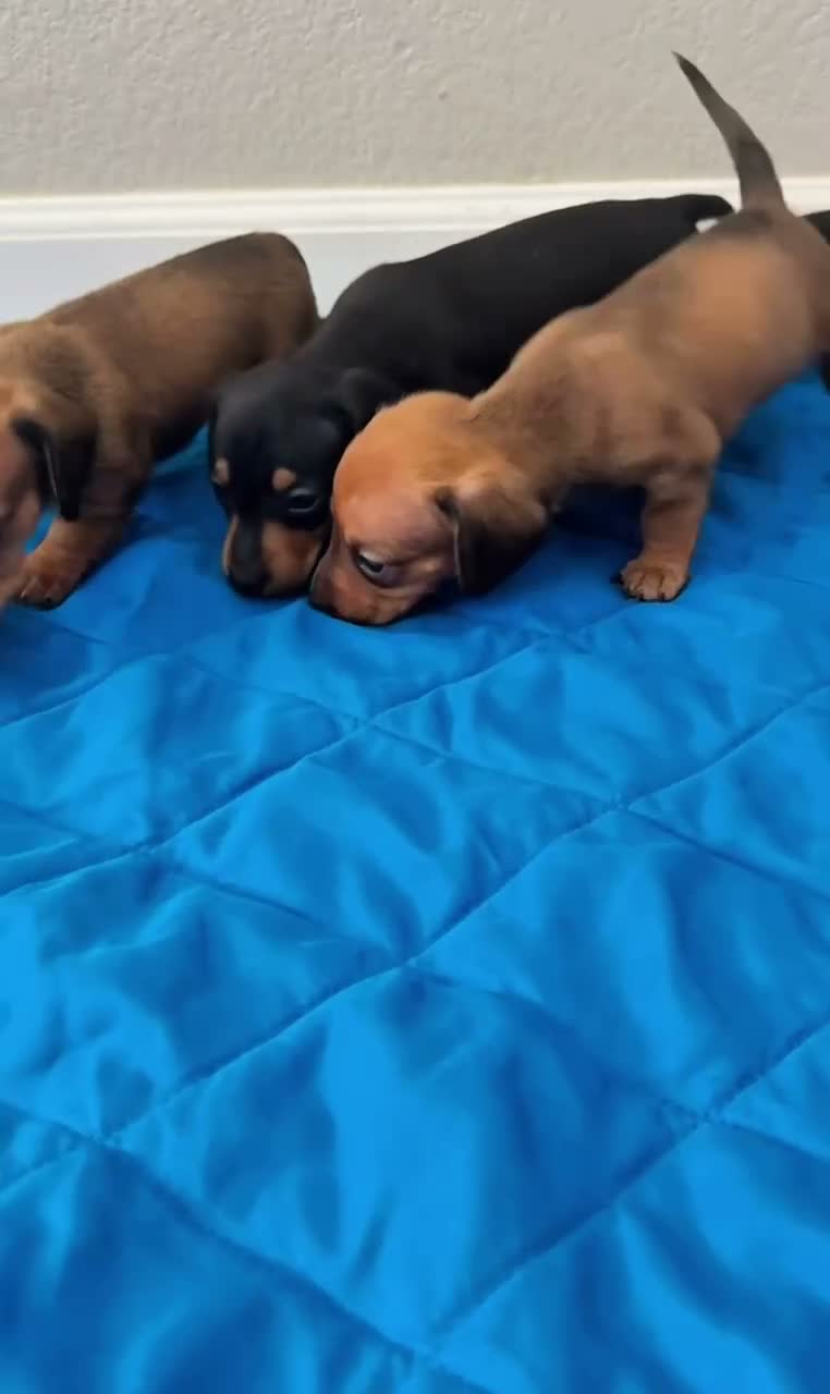 Dachshund dogs for sale: Dachshund 2 - Video 1