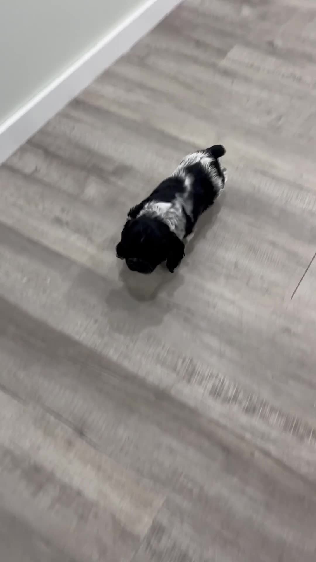 Cocker Spaniel dogs for sale: Dixon - Video 1