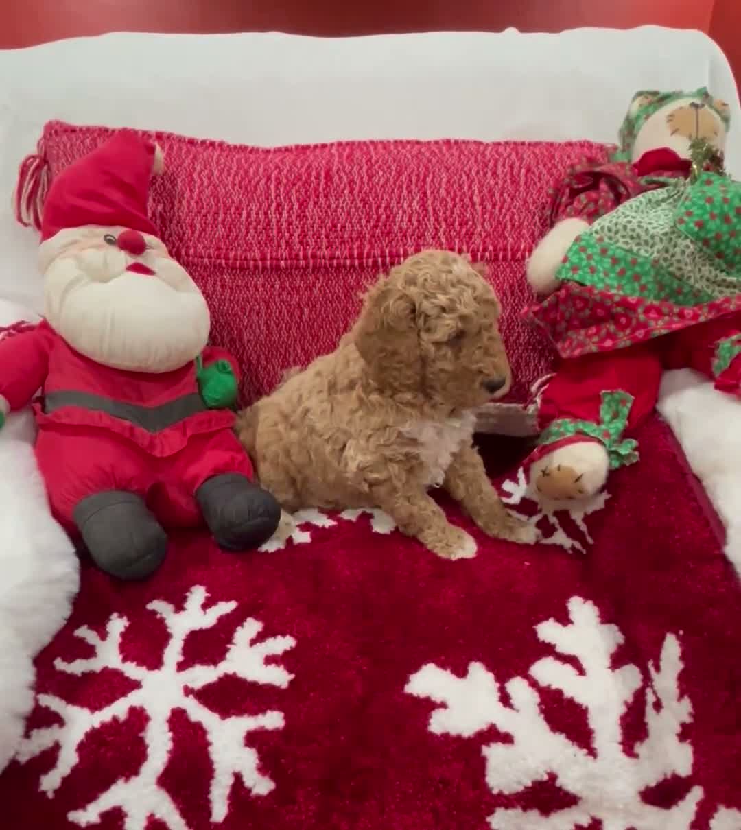 Mini Goldendoodle dogs for sale: Mini Goldendoodle Boots - Video 1