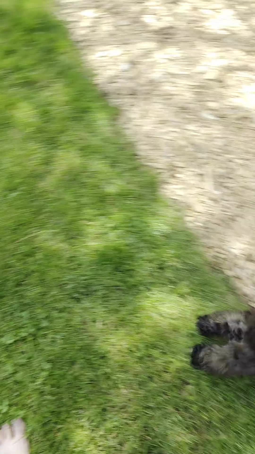 Shihpoo dogs for sale: Lenny - Video 1