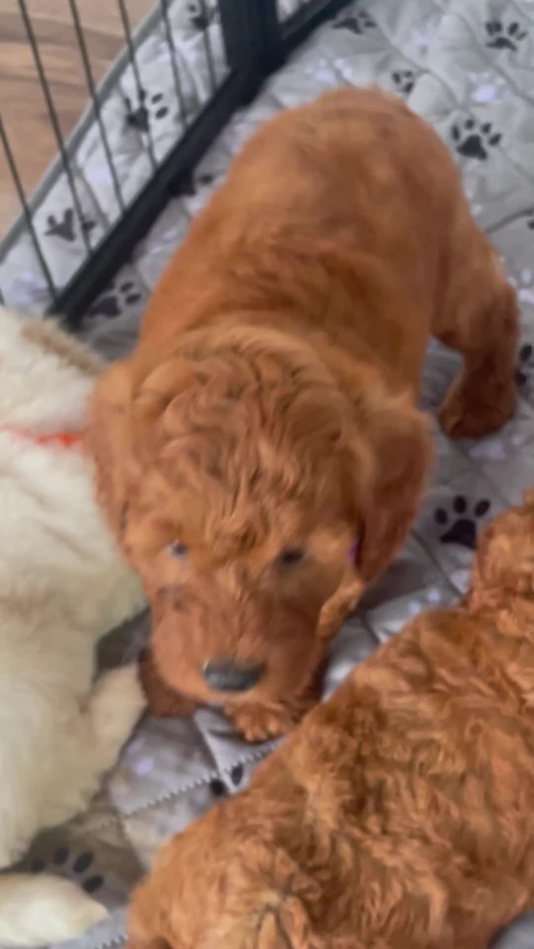 Mini Goldendoodle dogs for sale: Mr. Lex - Video 1