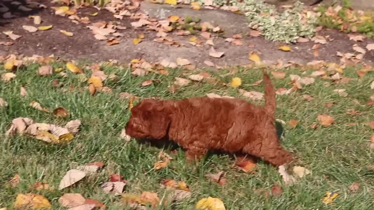 Cavapoo dogs for sale: Pearl - Video 1