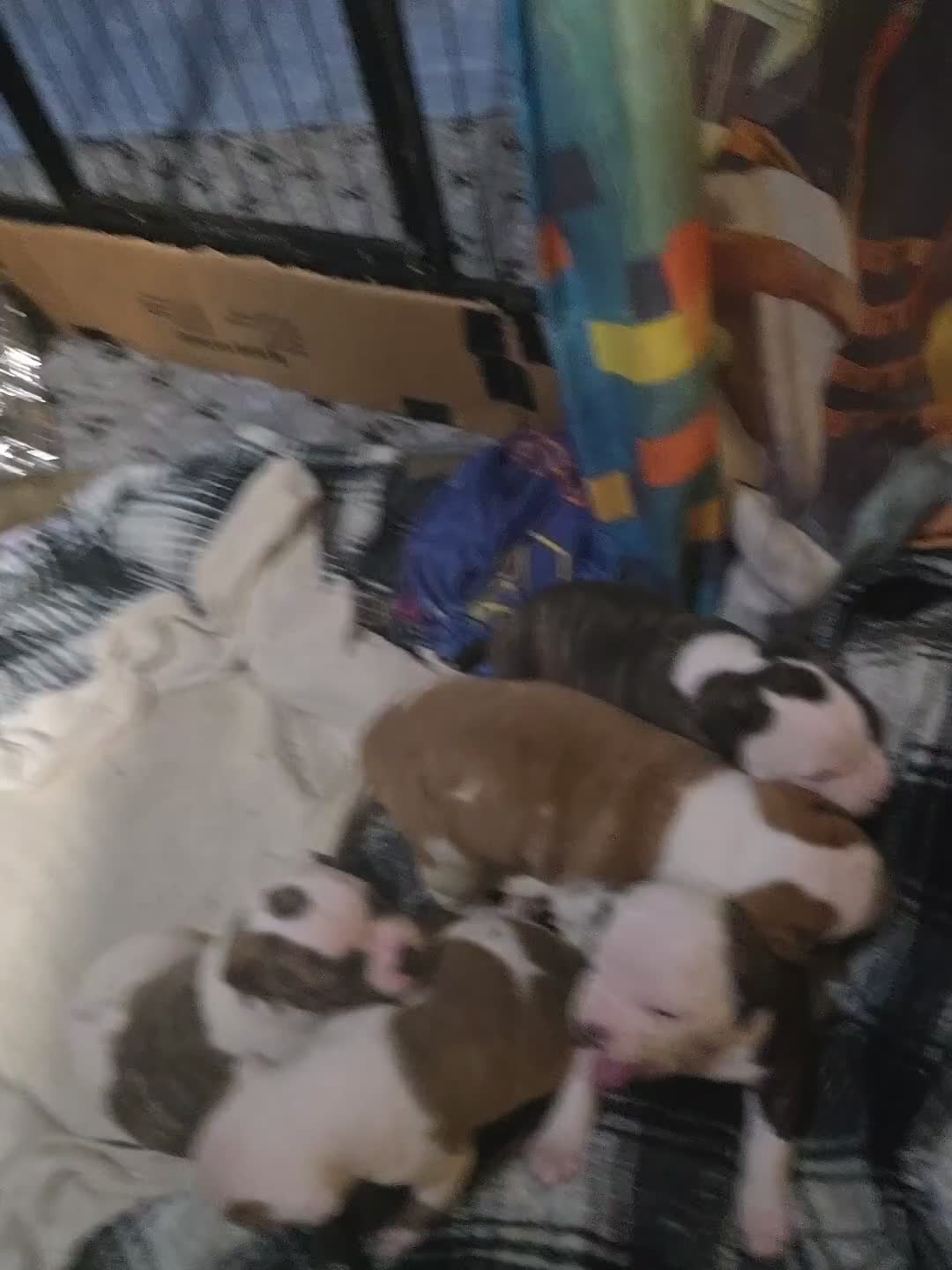 American Bulldog dogs for sale: American Bulldog 1 - Video 2