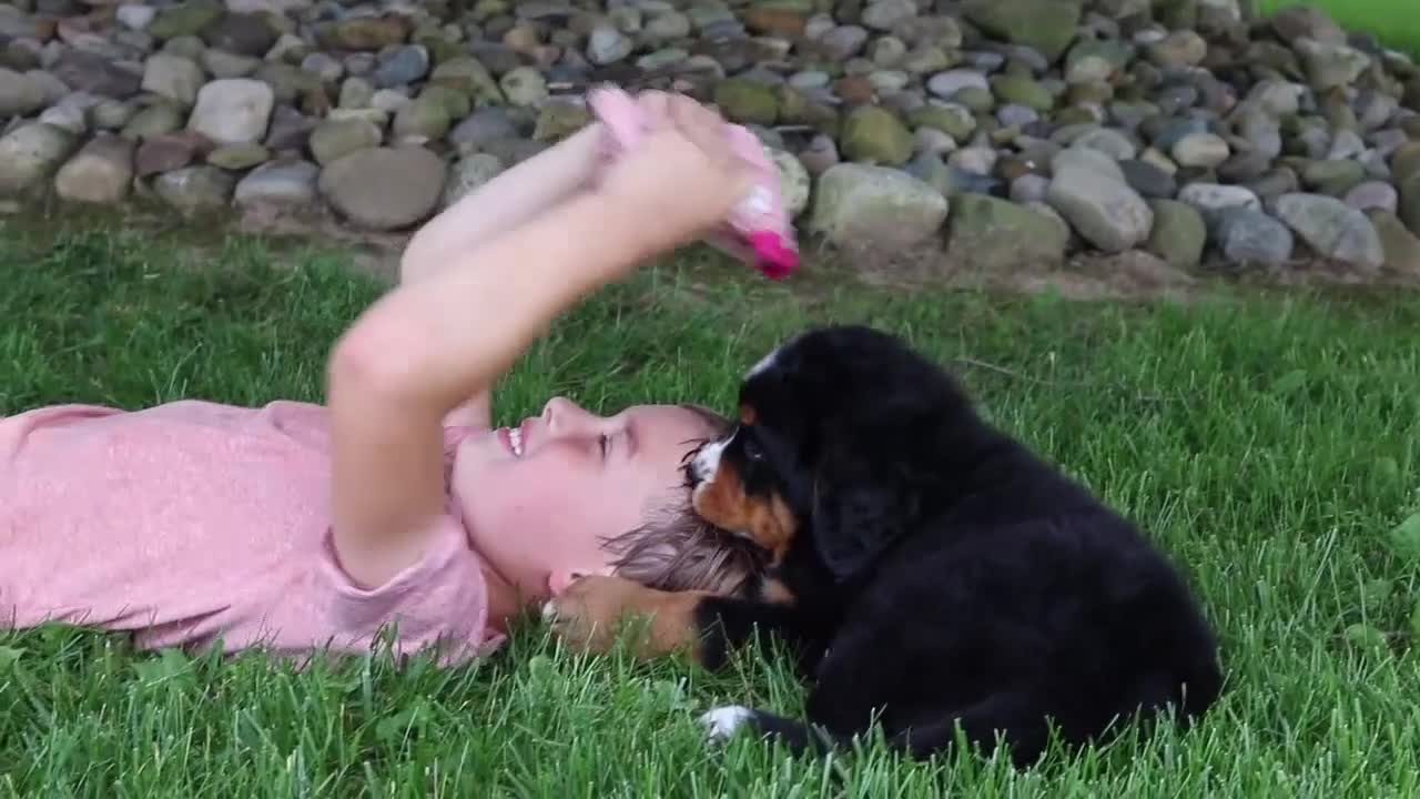 Bernese Mountain Dog dogs for sale: Suzie - Video 1