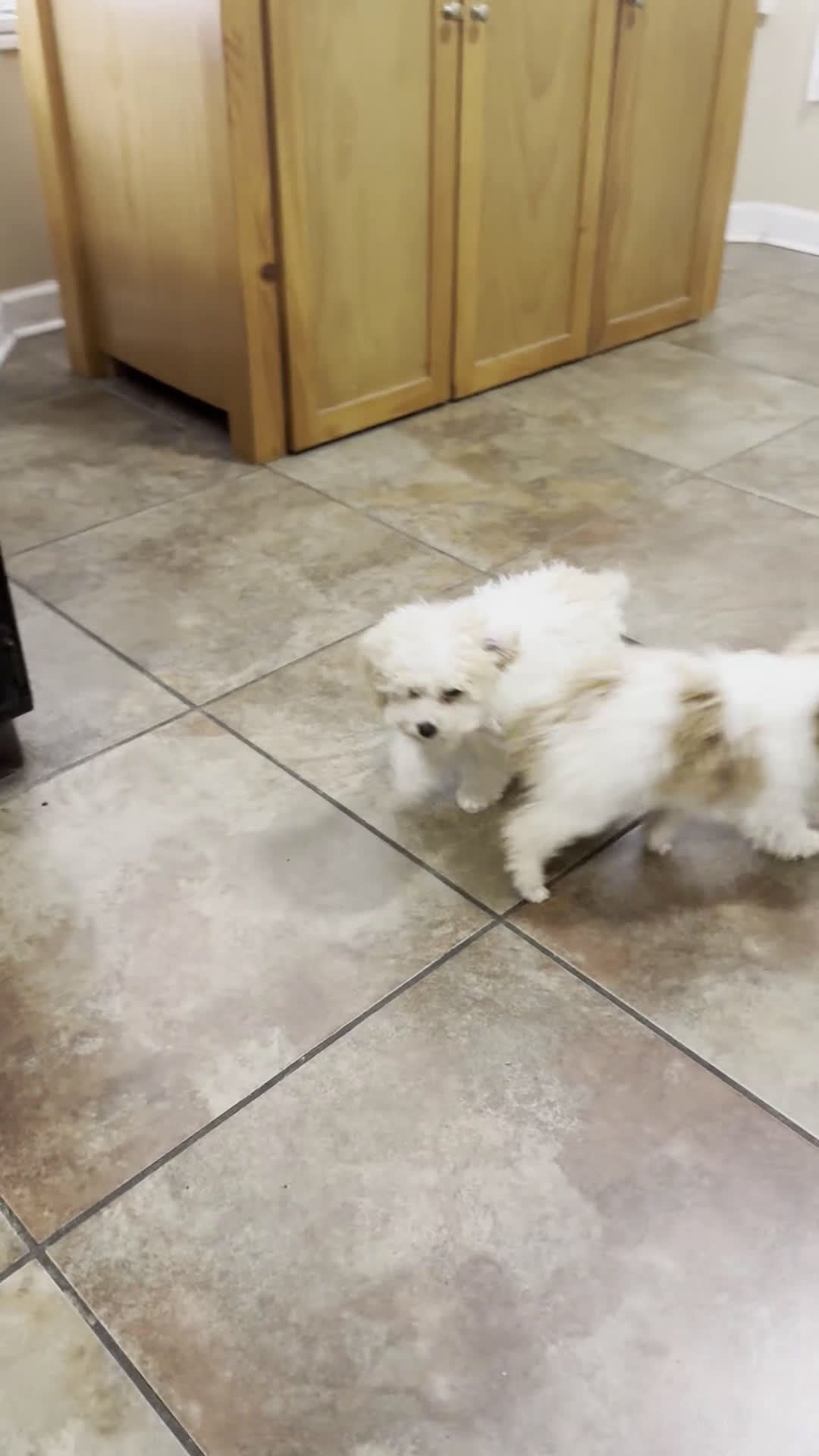 Toy Poodle dogs for sale: Macci - Video 1