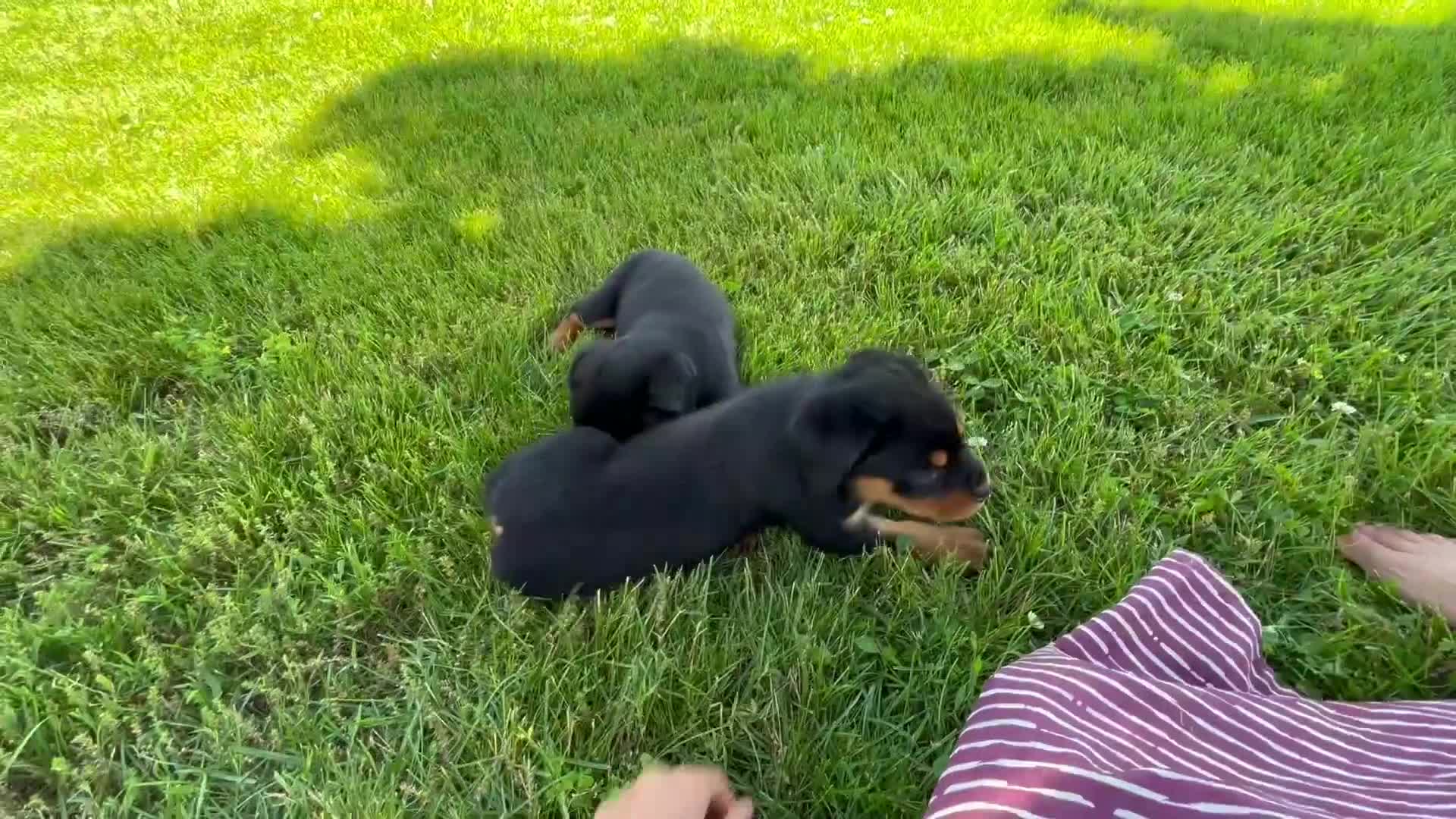 Rottweiler dogs for sale: Danielle - Video 1