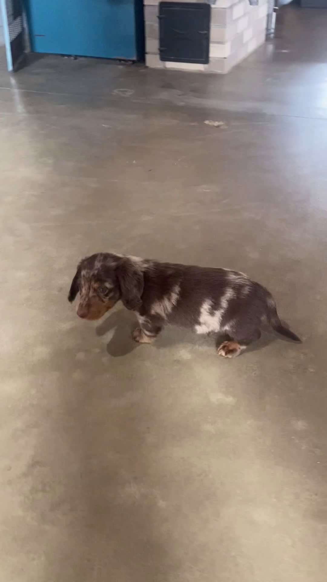 Miniature Dachshund dogs for sale: Ollie - Video 1