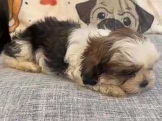 Shih Tzu dogs for sale: Ajay - Video 1