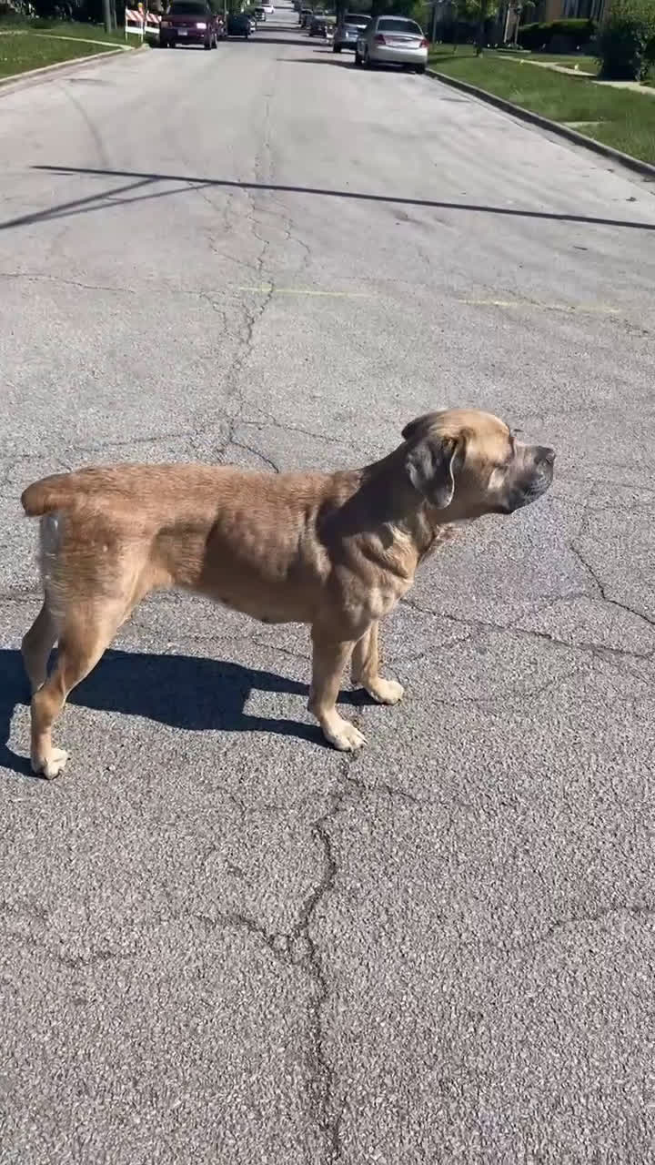 Cane Corso dogs for sale: Cane Corso Puppy 2 - Video 1