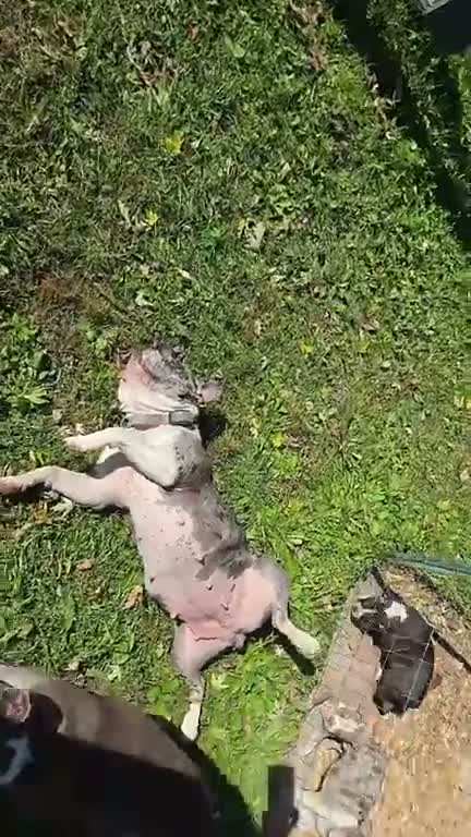 Mixed Breed dogs for sale: Cider - Video 2