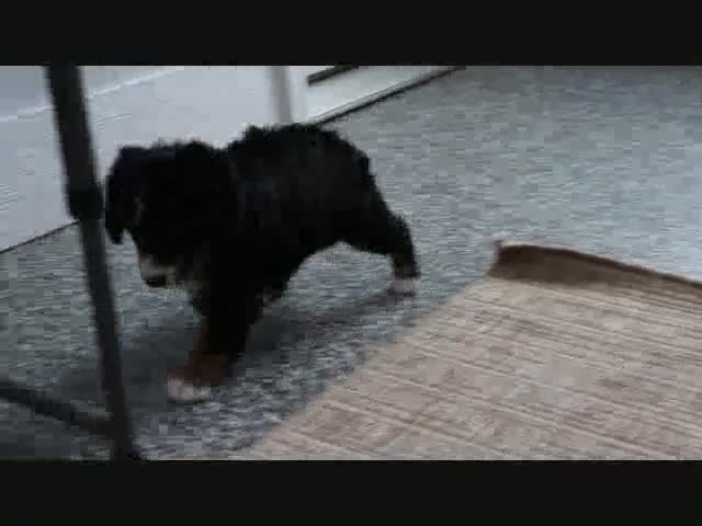 Mini Bernedoodle dogs for sale: Justin - Video 2