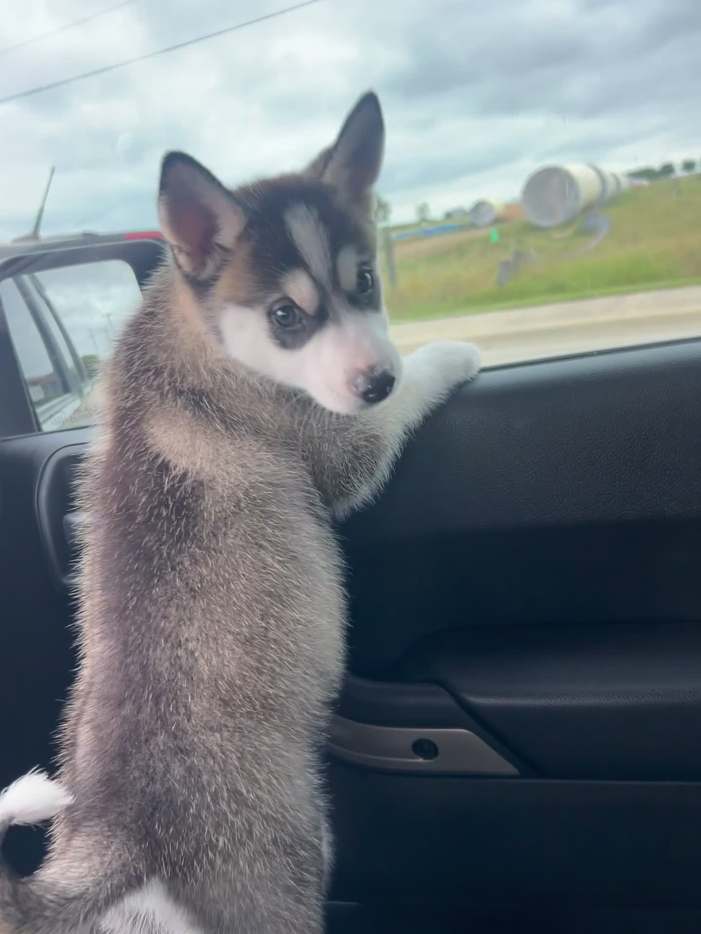 Siberian Husky dogs for sale: Siberian Husky Puppy 1 - Video 1