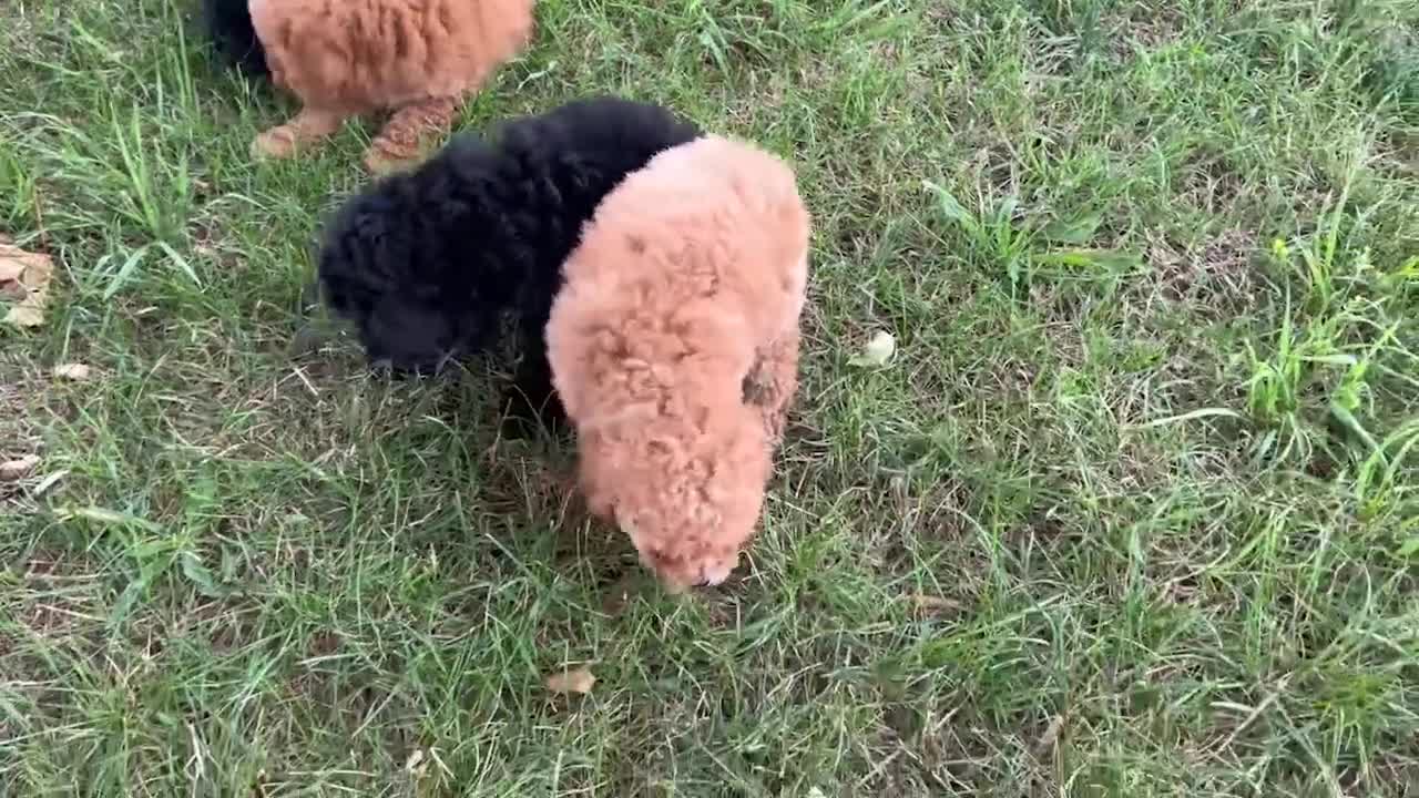 Miniature Poodle dogs for sale: Kersen - Video 1