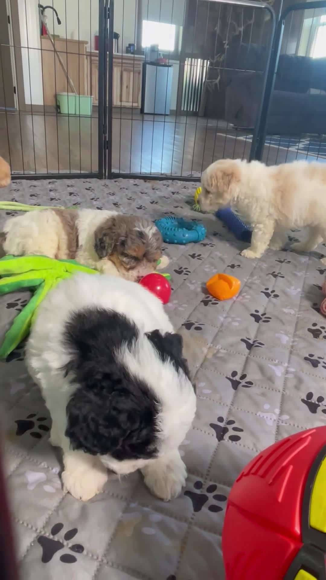Mini Goldendoodle dogs for sale: Ms. Kida - Video 2