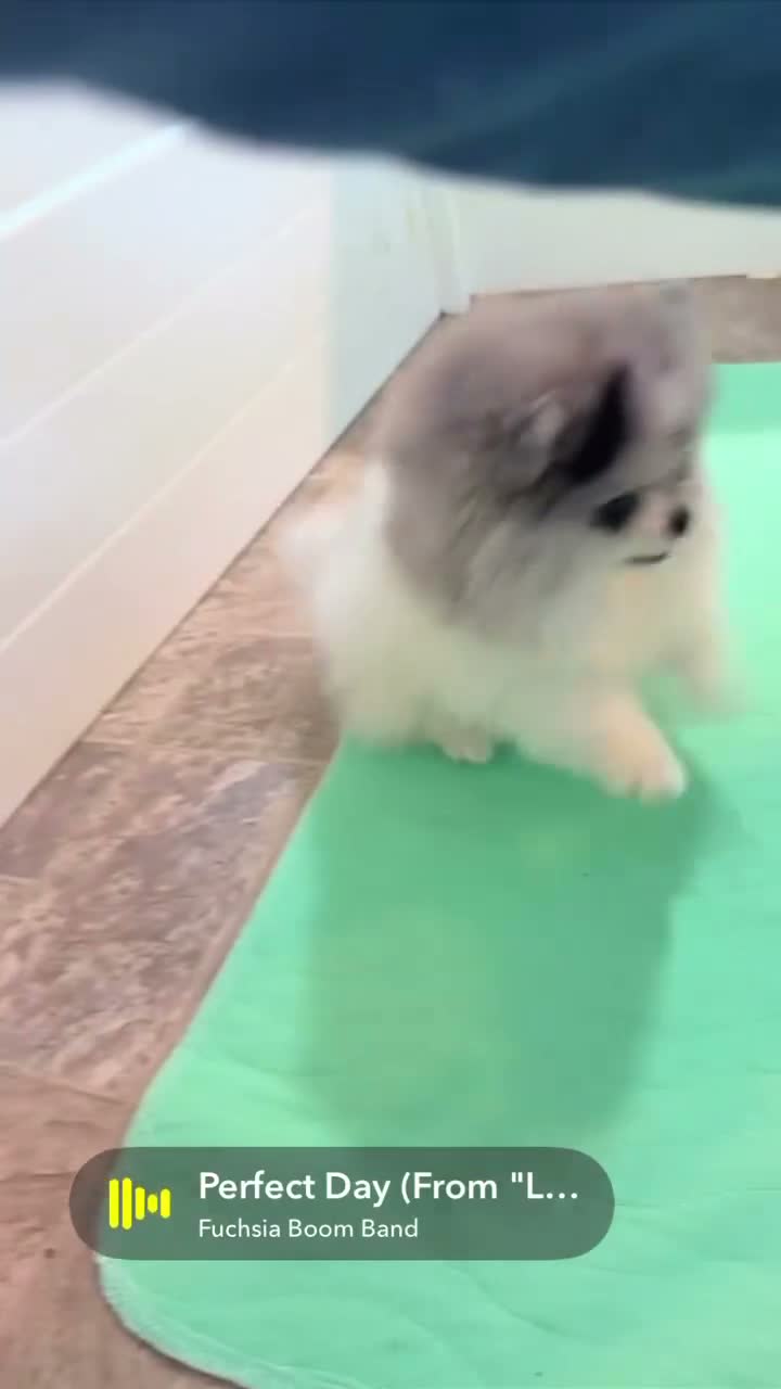 Pomeranian dogs for sale: Pomeranian 1 PENELOPE BLACK and SILVER - Video 1