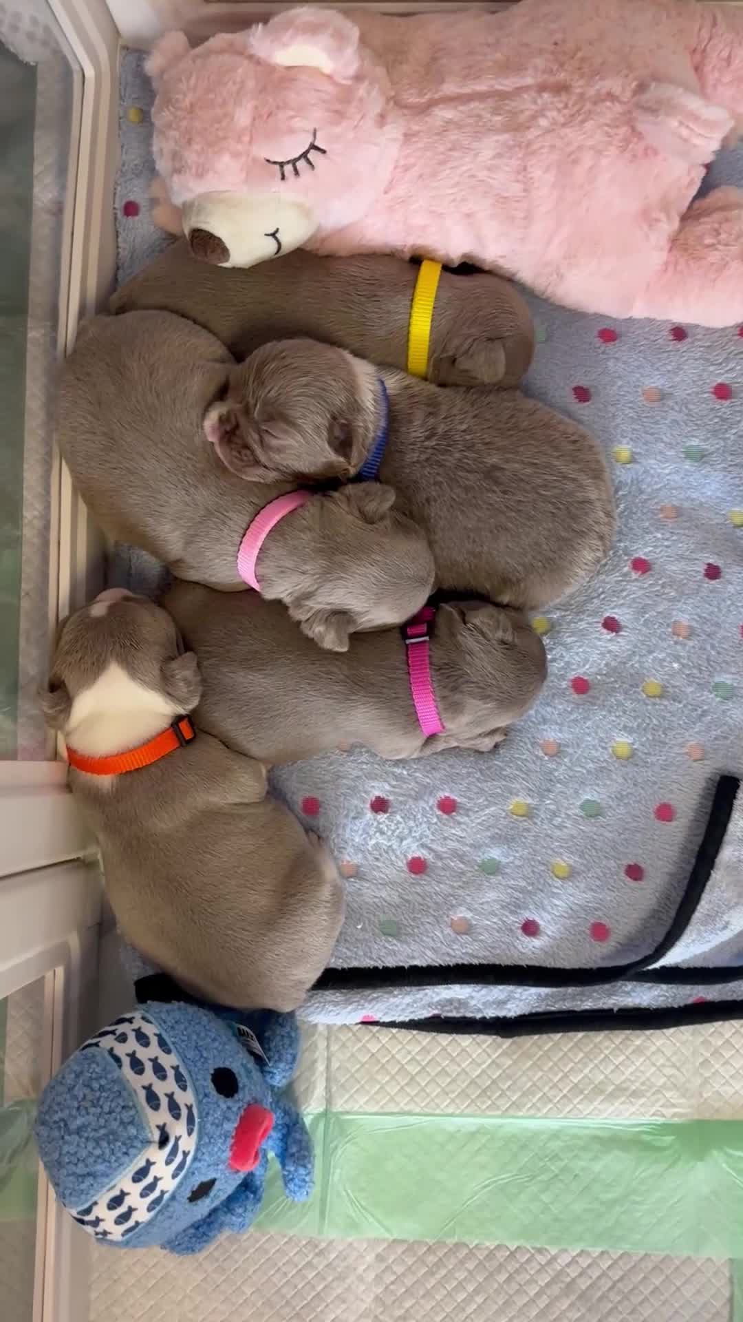 French Bulldog dogs for sale: Chanel  - Video 1