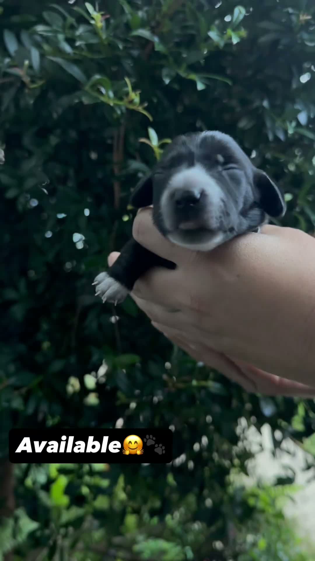 Dachshund dogs for sale: Dachshund 1 - Video 1