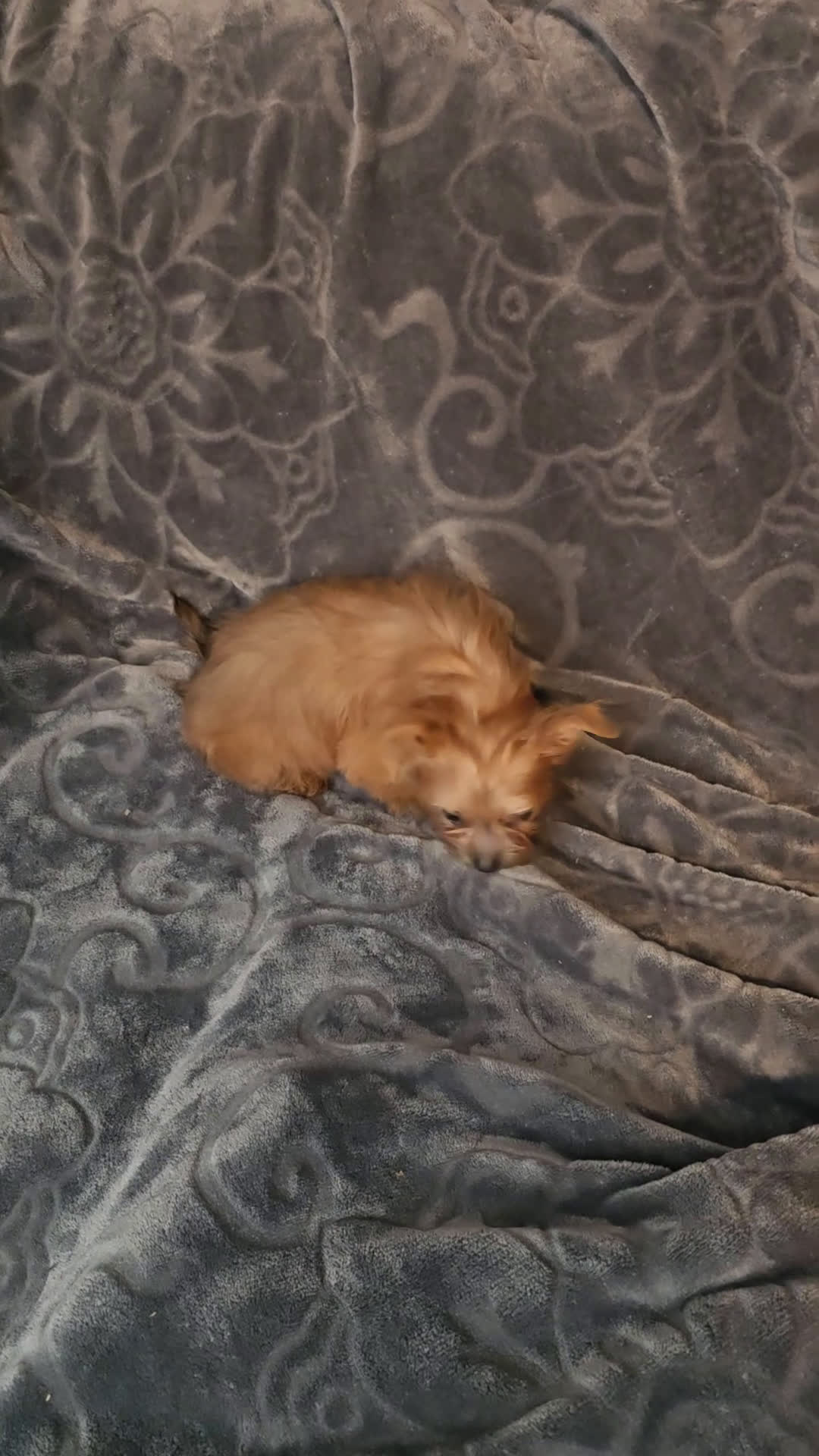 Shorkie dogs for sale: TEACUP Lucy - Video 1