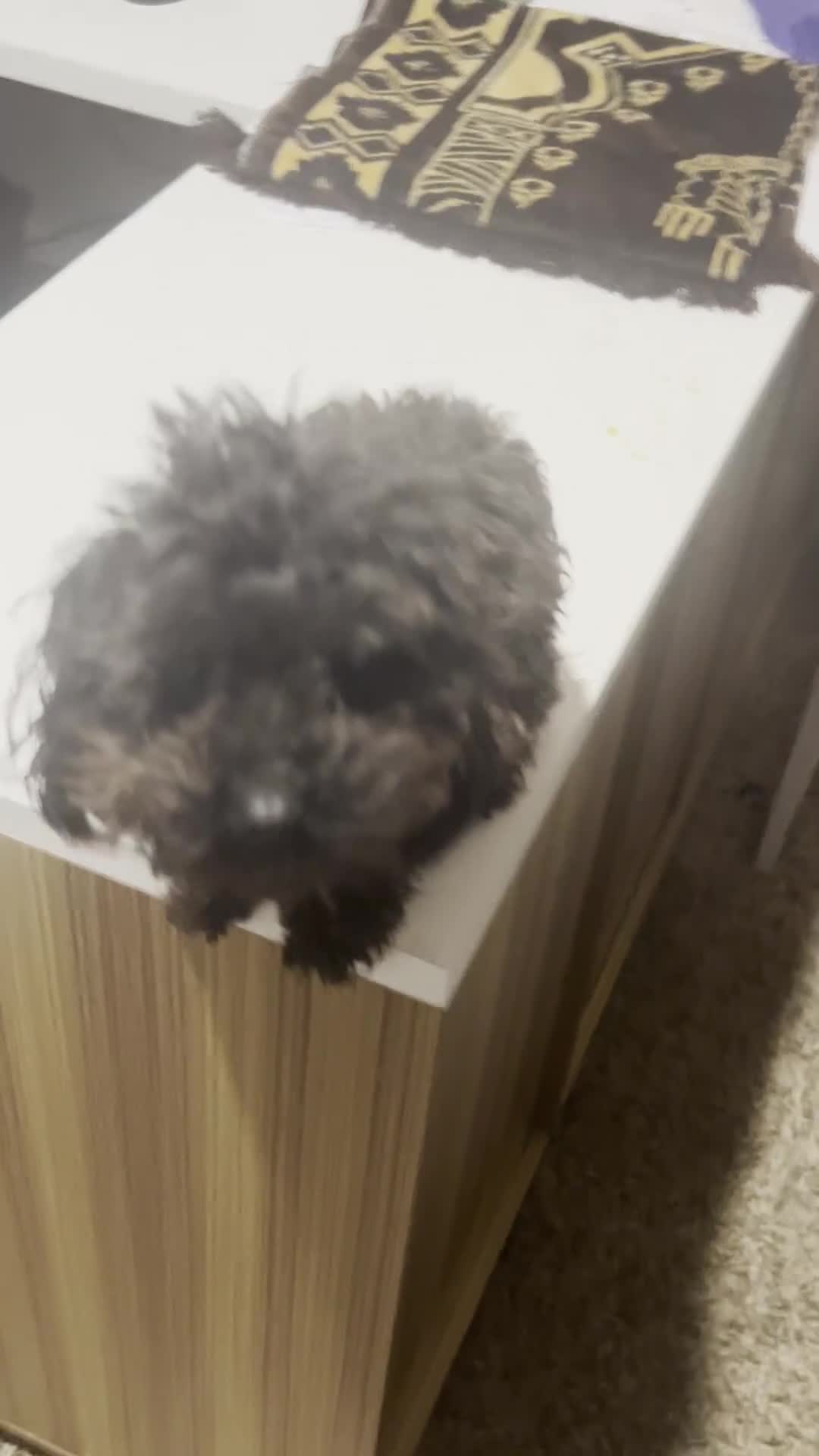 Toy Poodle dogs for sale: Toy Poodle Puppy 1 - Video 2