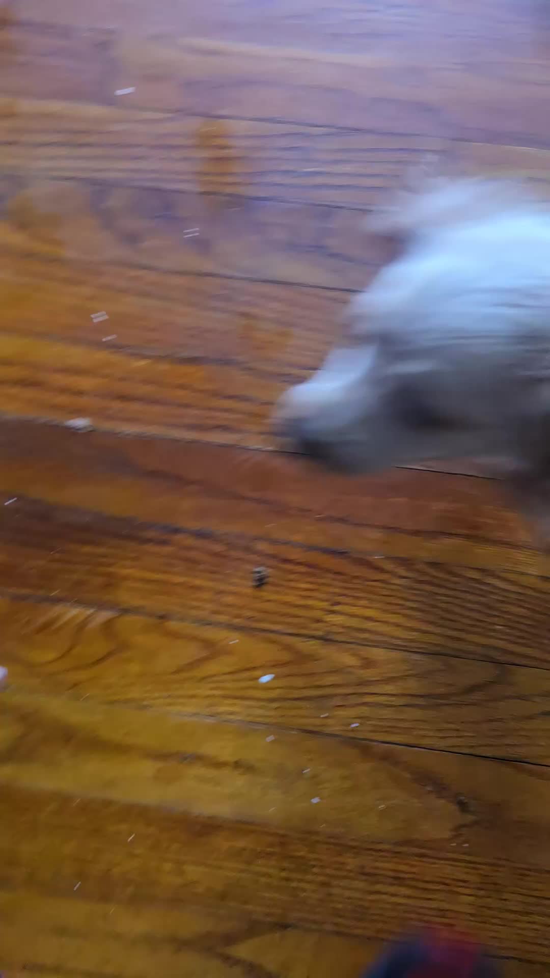 Mini Goldendoodle dogs for sale: Rocky - Video 1