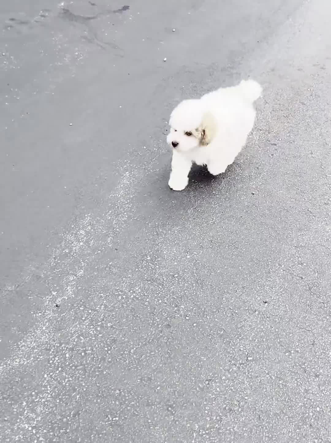 Mini Goldendoodle dogs for sale: Flounder - Video 1