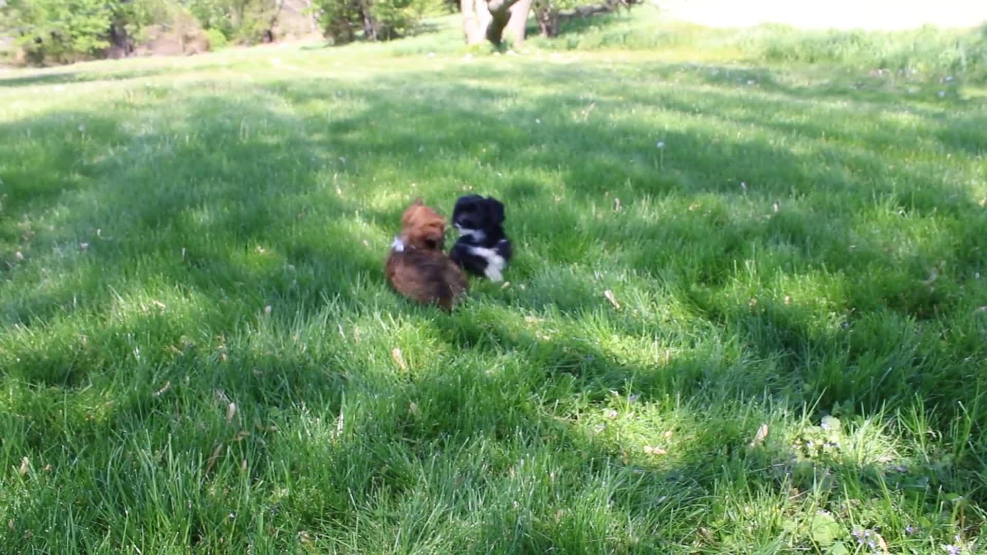 Havapoo dogs for sale: Toby - Video 1