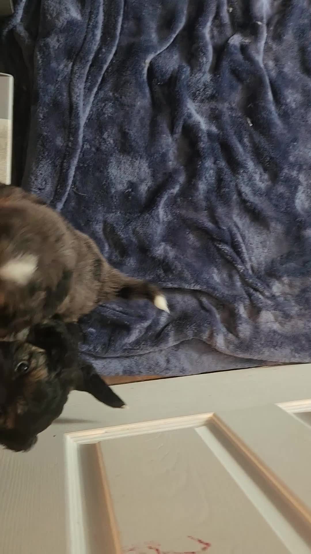 Mixed Breed dogs for sale: Athena  - Video 1