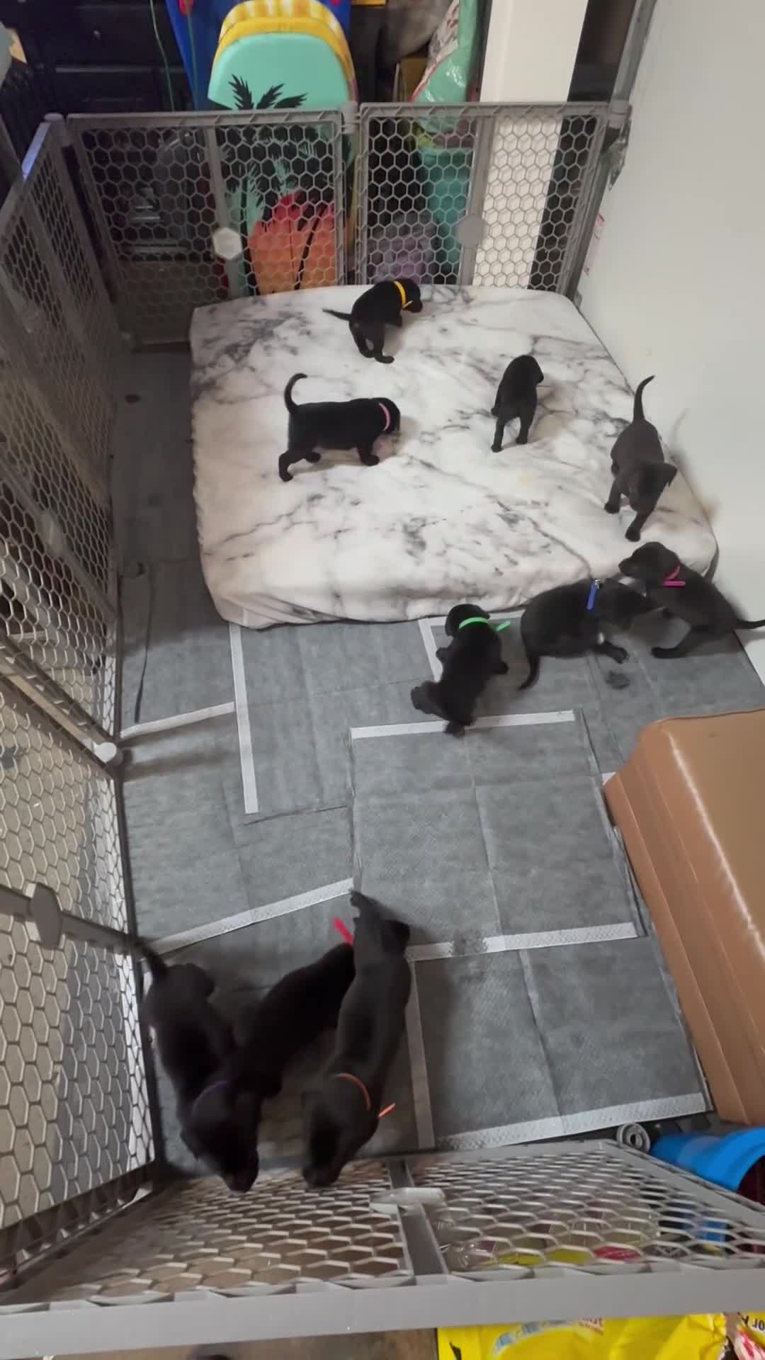 Mixed Breed dogs for sale: Mixed Breed Puppy 1 - Video 1