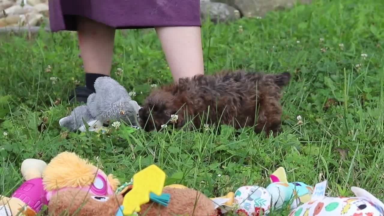 Miniature Poodle dogs for sale: Sierra - Video 1