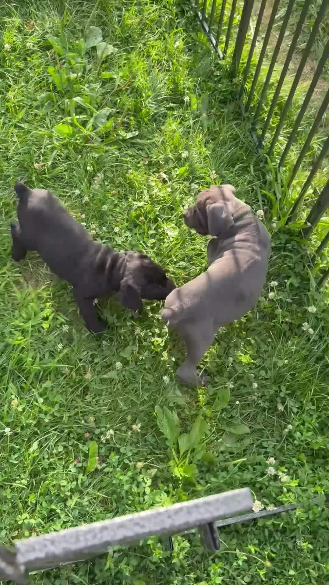 Cane Corso dogs for sale: Ghost - Video 2