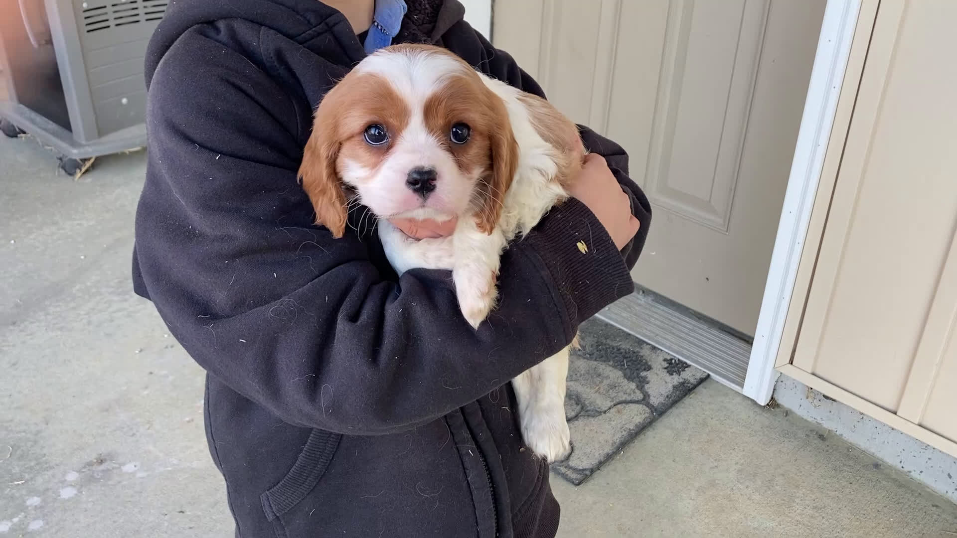 Cavalier King Charles Spaniel dogs for sale: Moonlight - Video 3