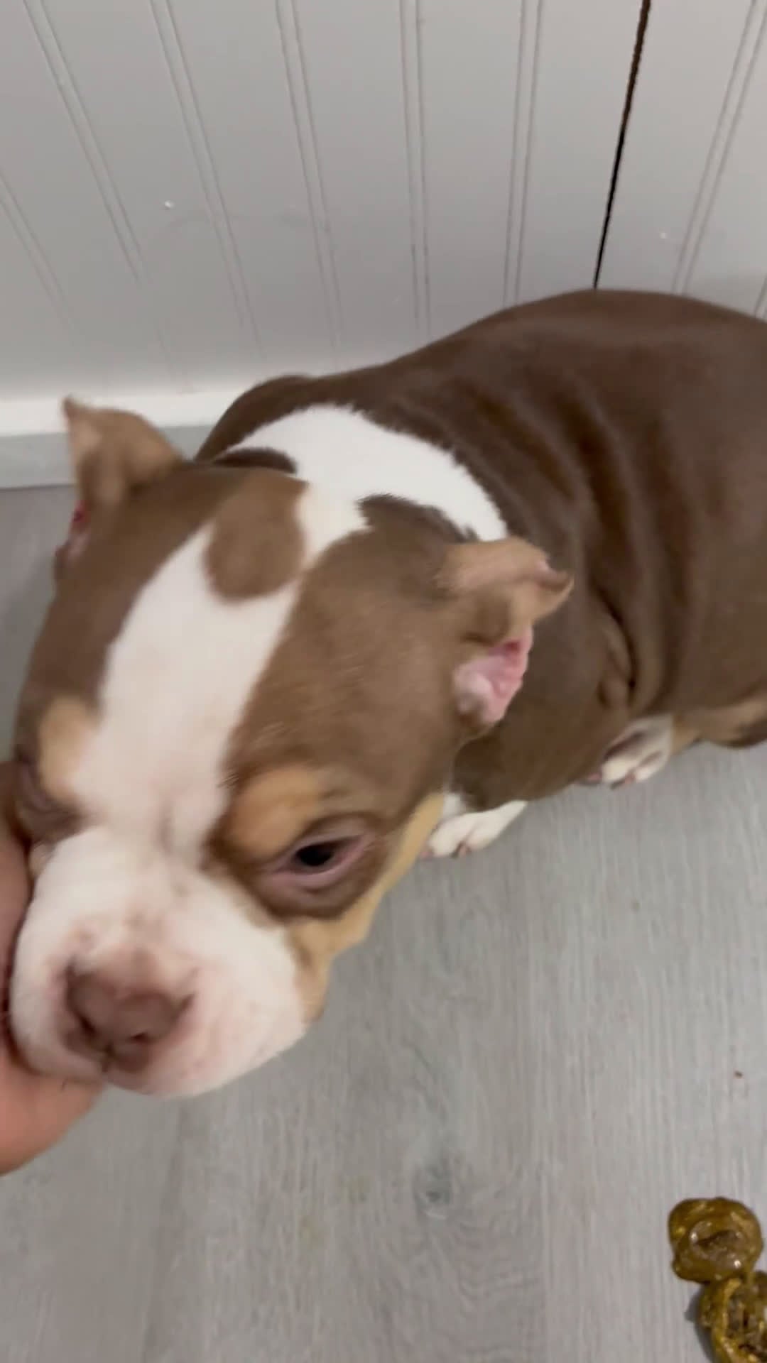 American Bully dogs for sale: American Bully Puppy 1 - Video 2