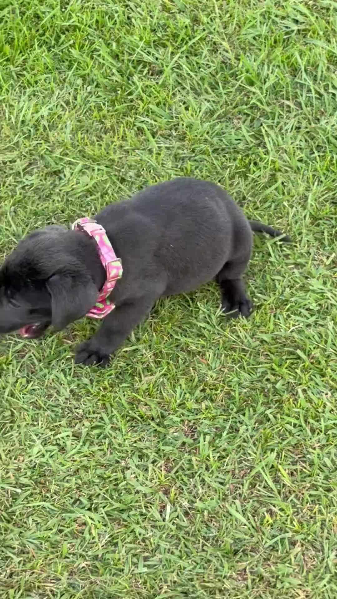 Labrador Retriever dogs for sale: Jack - Video 1
