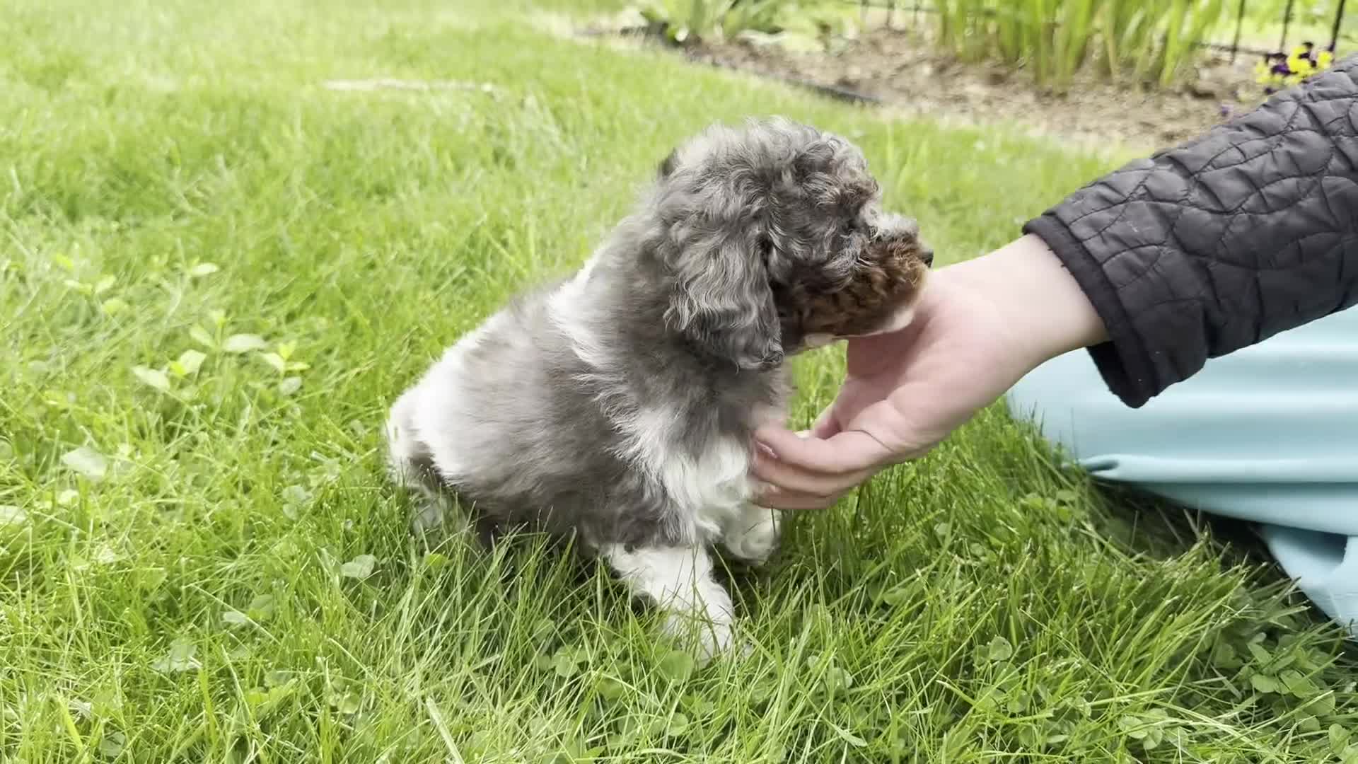 Toy Poodle dogs for sale: Holly - Video 1