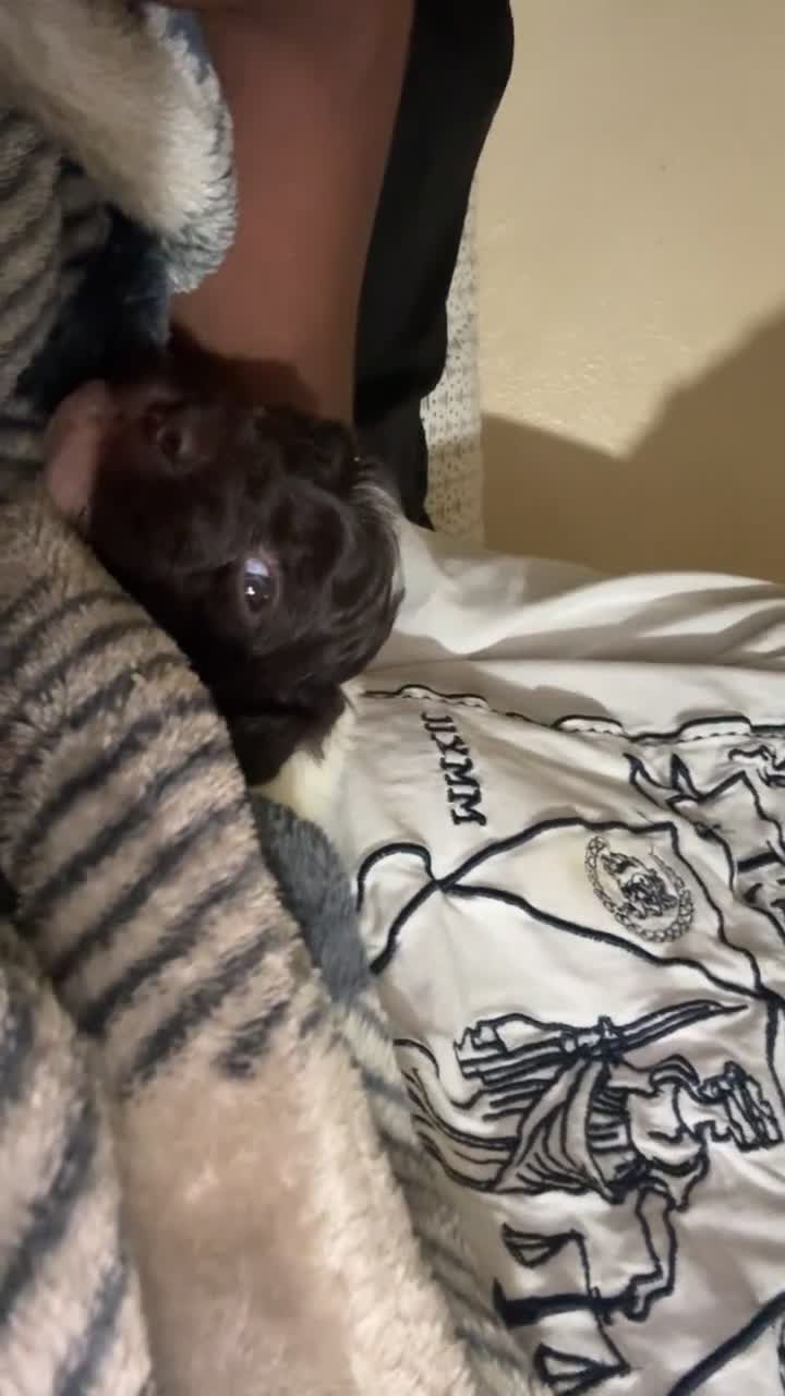 Havapoo dogs for sale: Cow - Video 1