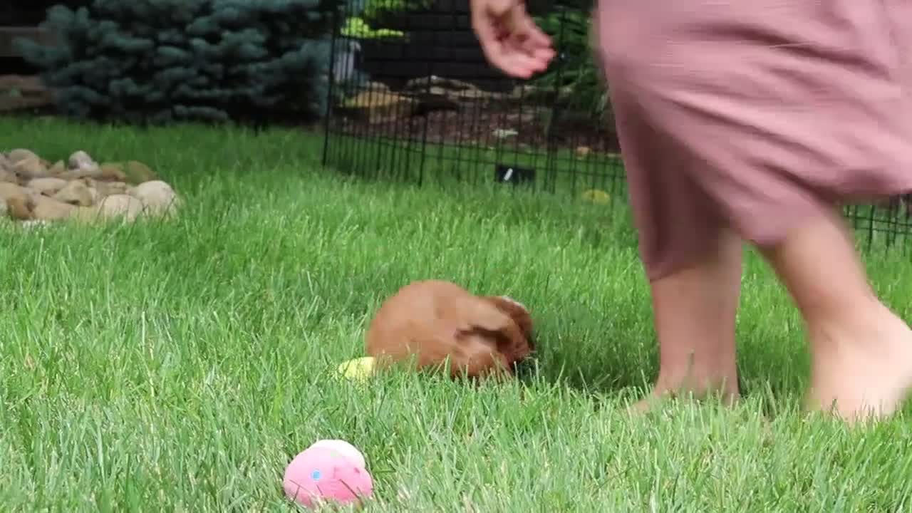 Cavapoo dogs for sale: Gracie - Video 1
