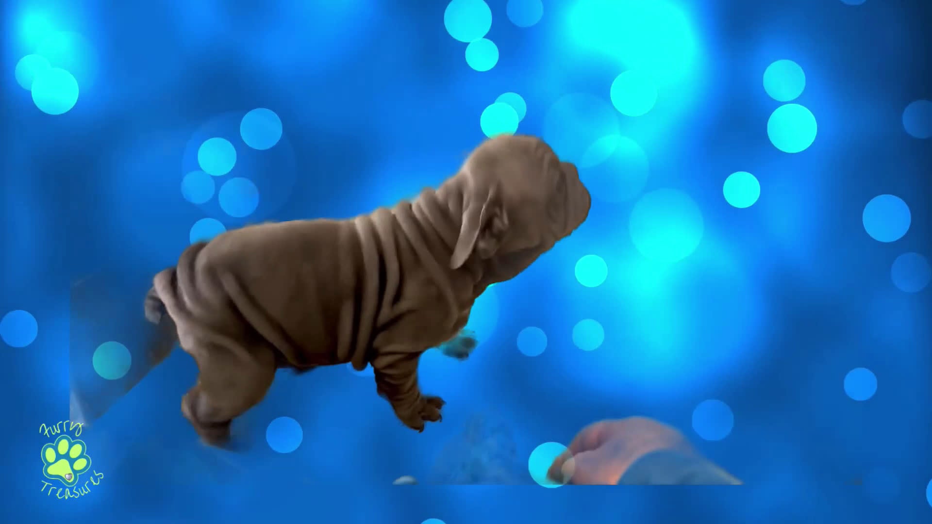 French Bulldog dogs for sale: Pyper “Blue Collar”, Female  - Video 2