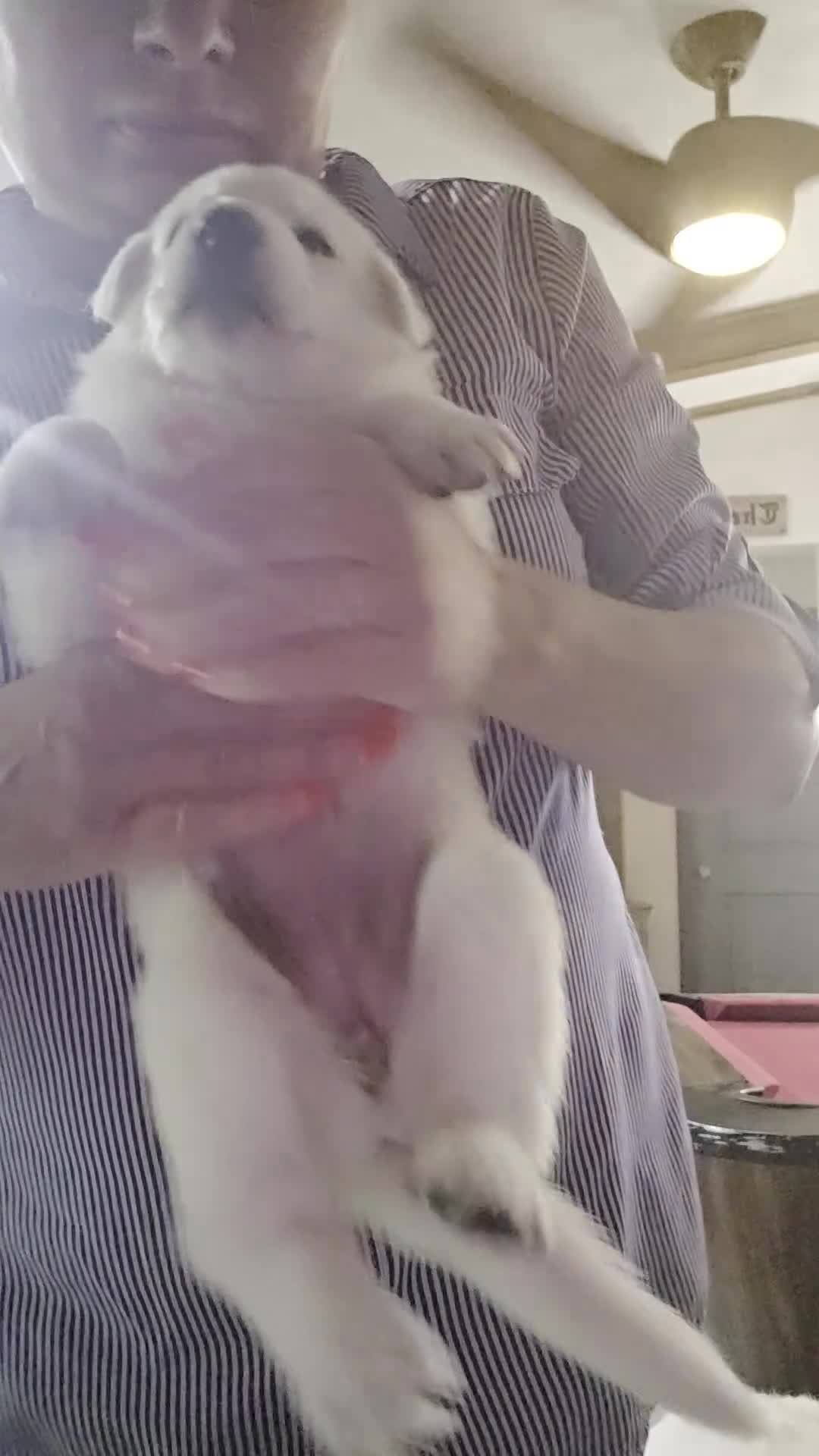 German Shepherd dogs for sale: Dolly - Video 2