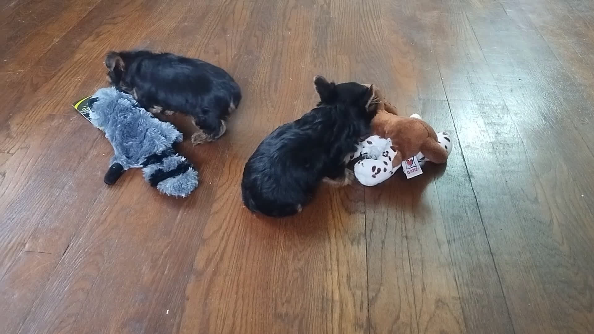 Yorkshire Terrier dogs for sale: Sophia - Video 1