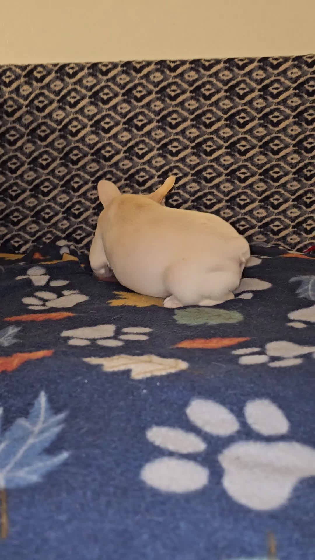 French Bulldog dogs for sale: French Bulldog Puppy 5 - Video 1