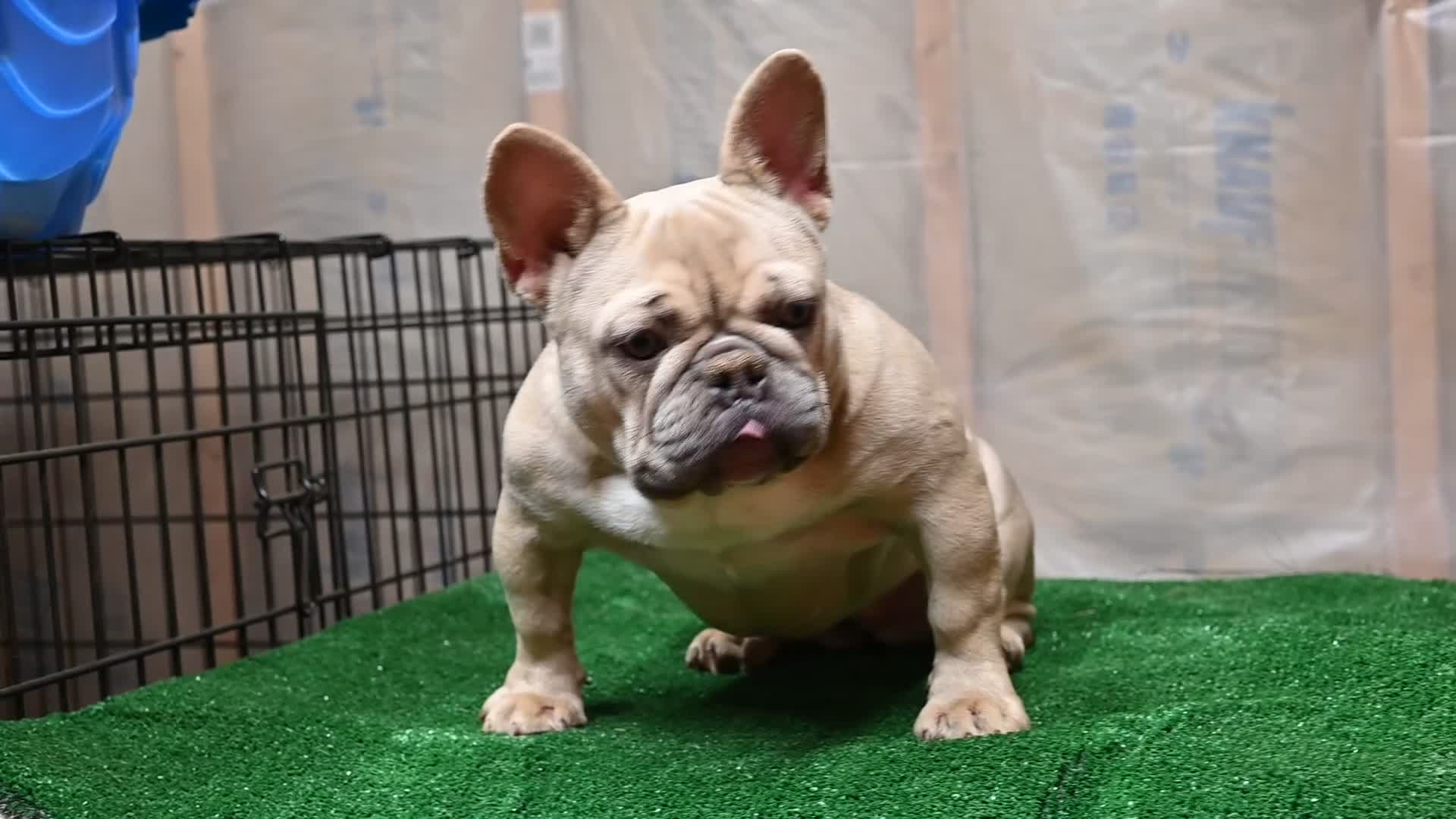French Bulldog dogs for sale: French Bulldog Puppy 4 - Video 2