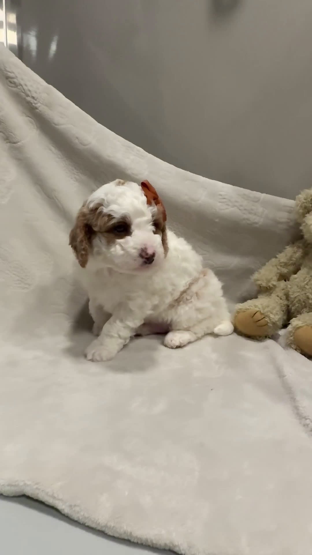 Cavapoo dogs for sale: Rex - Video 1