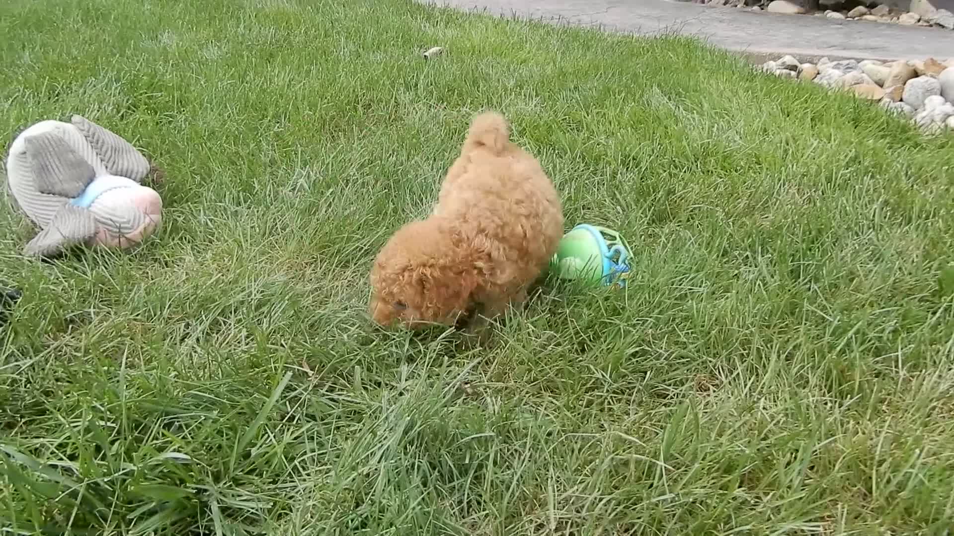 Mini Goldendoodle dogs for sale: Sheila - Video 1