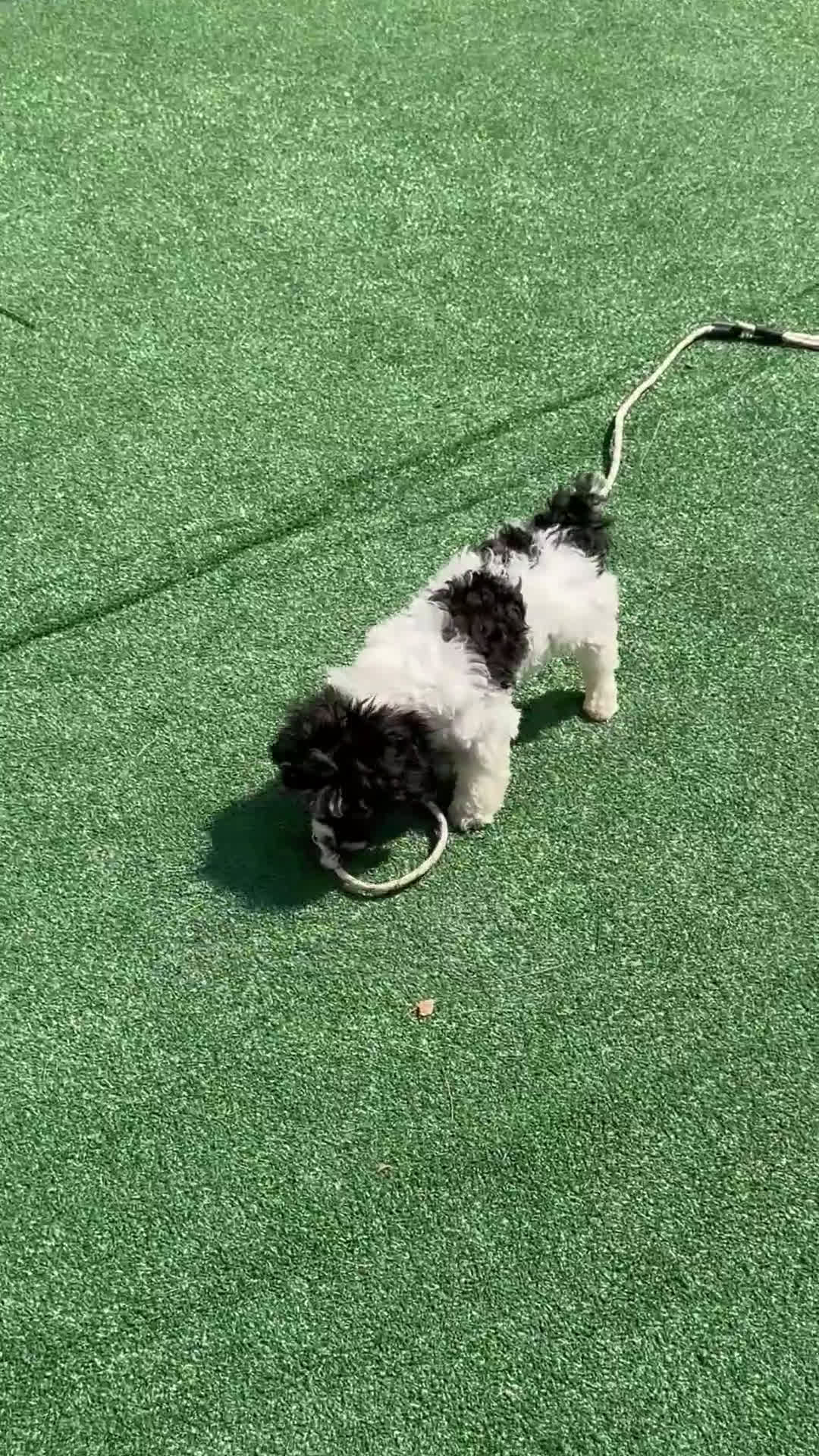 Toy Poodle dogs for sale: Piper - Video 1